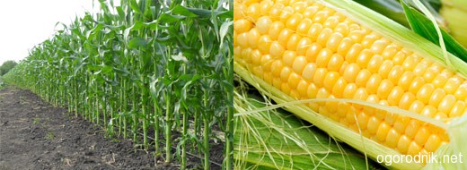Агротехника выращивания кукурузы