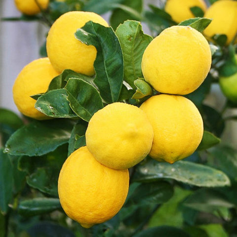 Саженцы домашнего лимона