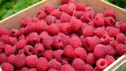 Малина обыкновенная (Rubus idaeus L.): агробиологические основы культивирования