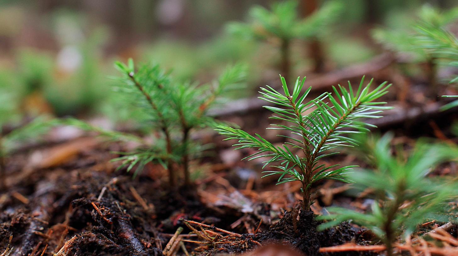 Spruce and pine seedlings Spruce and pine seedlings фото