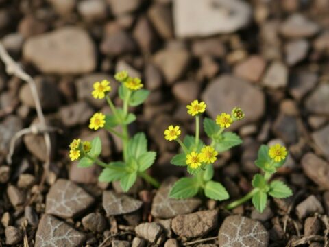 Саженцы лапчатки: как выбрать, посадить и вырастить устойчивый куст, который будет цвести всё лето