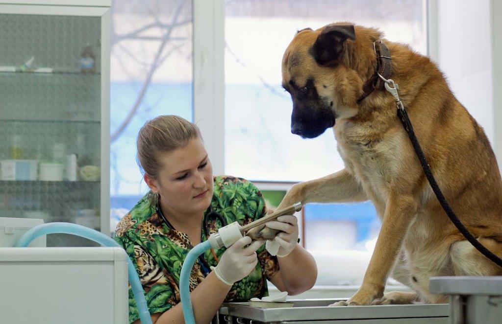 Как холод убивает опухоль у животного на клеточном уровне: что такое криодеструкция