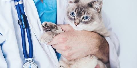 Ветеринар на дом: как проходит визит и что взять с собой владельцу